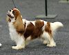 Australian Champion Cobbets Cockney Rebel (IMP UK)