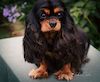 Australian Champion Fredricos Flossy Floo Feathers 