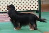 Australian Supreme Champion Matmor Secret Society