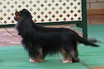 Australian Supreme Champion Matmor Secret Society