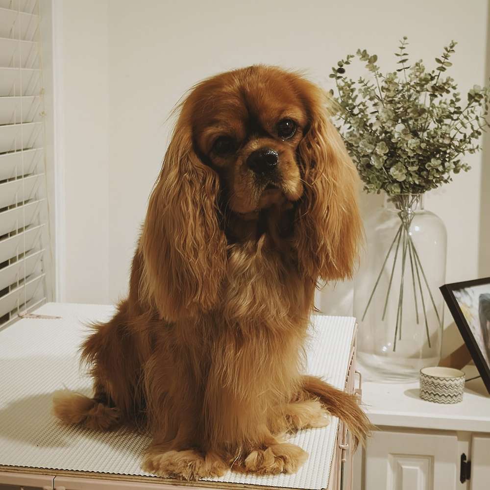 Fredricos Gold Rush