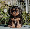  Fredricos Portout Starbordhome 