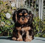  Fredricos Portout Starbordhome 